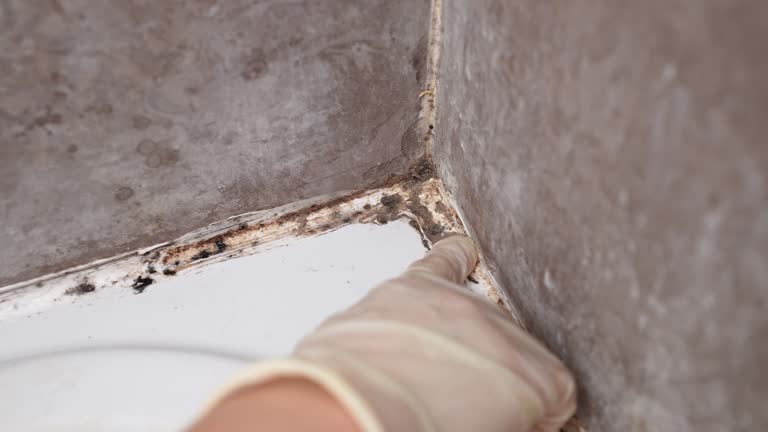 Best Residential Mold Inspection & Testing  in St Ann, MO